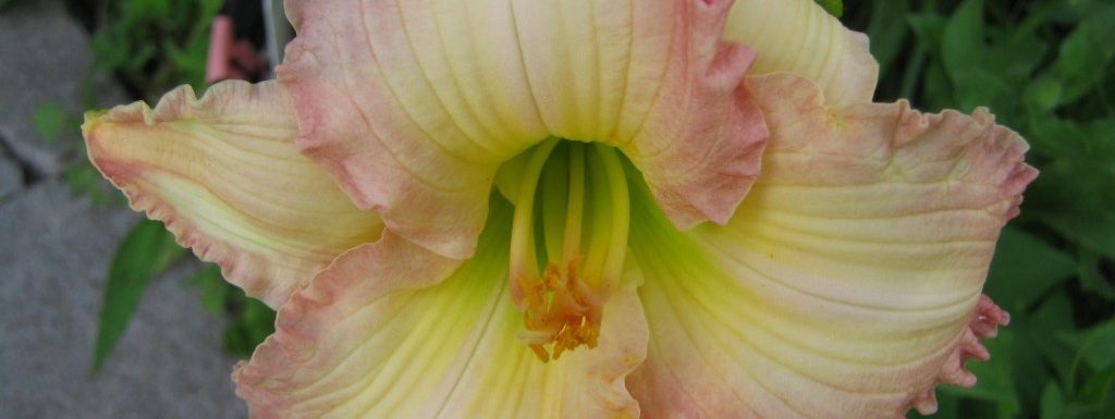 How a Frosted Vintage Ruffle day lily brings a new dimension
